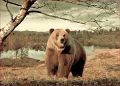 Российские ковры Фауна №7